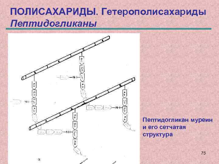 ПОЛИСАХАРИДЫ. Гетерополисахариды Пептидогликан муреин и его сетчатая структура 75 