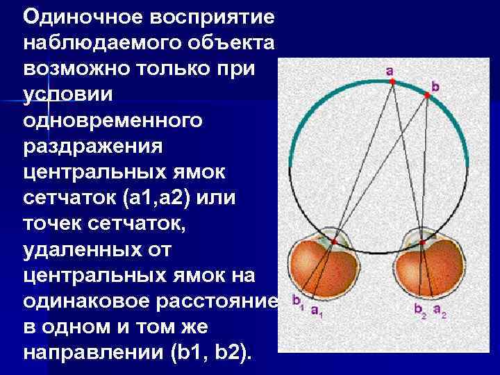 Одиночное восприятие наблюдаемого объекта возможно только при условии одновременного раздражения центральных ямок сетчаток (а