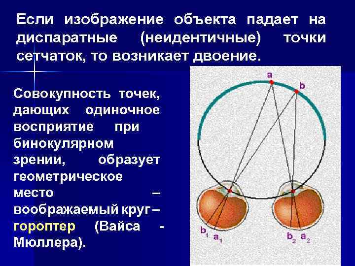 Если изображение объекта падает на диспаратные (неидентичные) точки сетчаток, то возникает двоение. Совокупность точек,