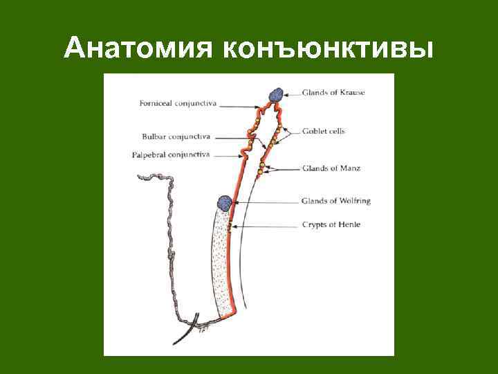 Анатомия конъюнктивы 