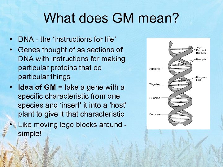 What does GM mean? • DNA - the ‘instructions for life’ • Genes thought