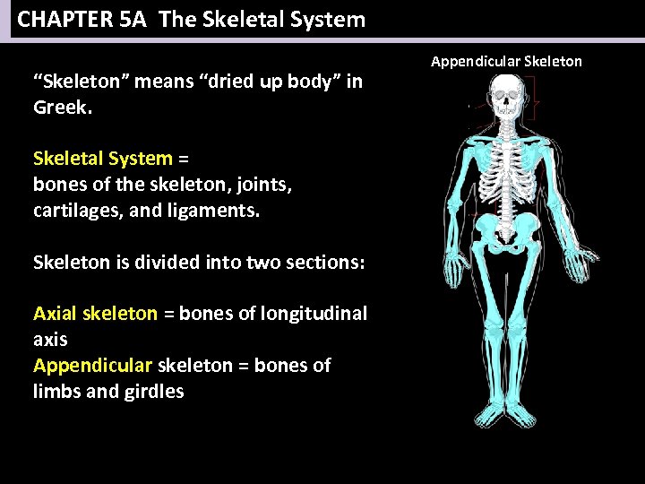 CHAPTER 5 A The Skeletal System “Skeleton” means “dried up body” in Greek. Skeletal