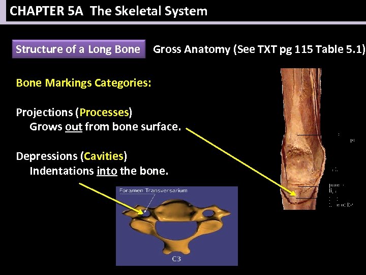 CHAPTER 5 A The Skeletal System Structure of a Long Bone Gross Anatomy (See