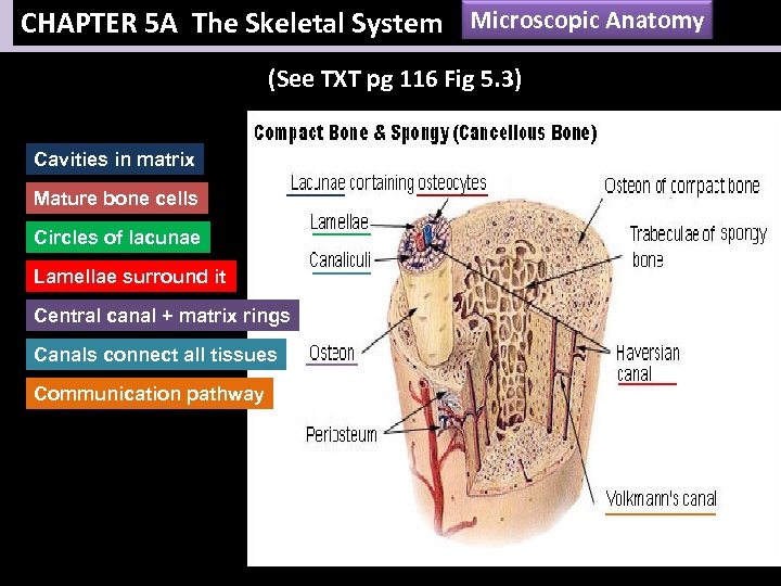 CHAPTER 5 A The Skeletal System Microscopic Anatomy (See TXT pg 116 Fig 5.