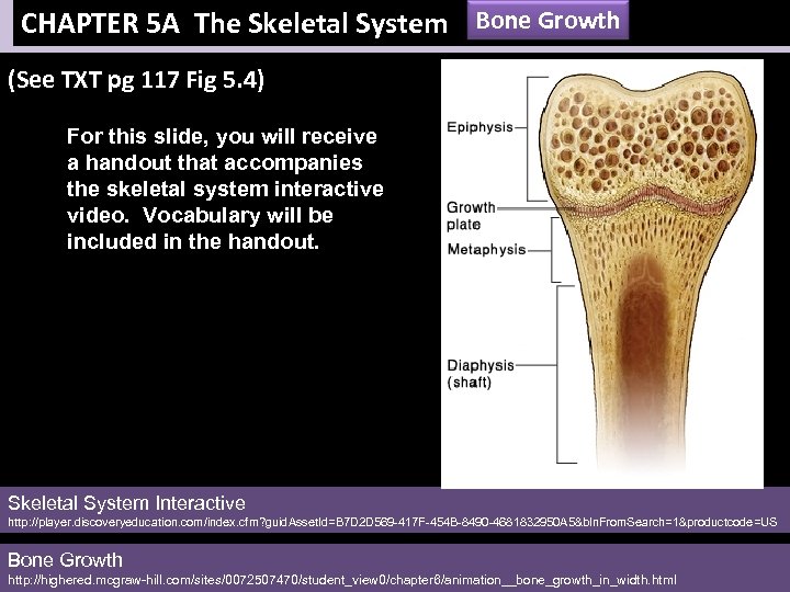 CHAPTER 5 A The Skeletal System Bone Growth (See TXT pg 117 Fig 5.