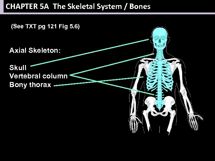 CHAPTER 5 A The Skeletal System / Bones (See TXT pg 121 Fig 5.