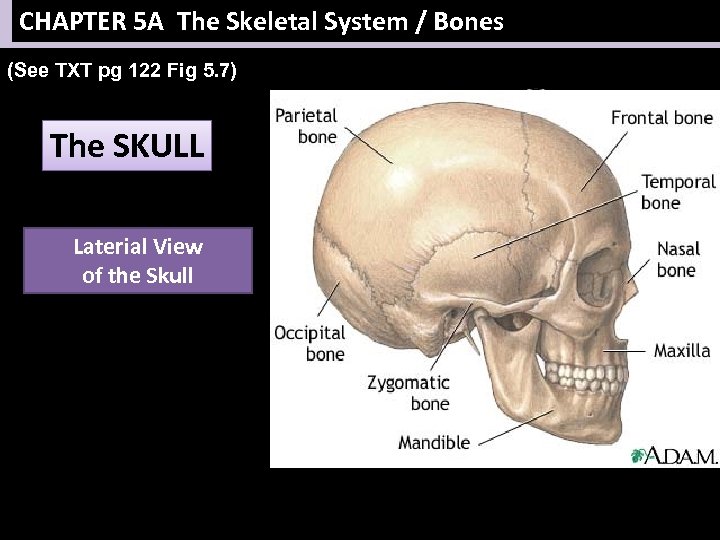 CHAPTER 5 A The Skeletal System / Bones (See TXT pg 122 Fig 5.