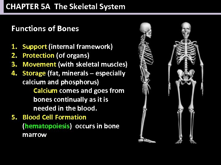 CHAPTER 5 A The Skeletal System Functions of Bones 1. 2. 3. 4. Support