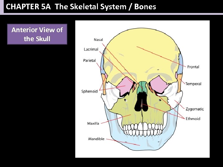 CHAPTER 5 A The Skeletal System / Bones Anterior View of the Skull 