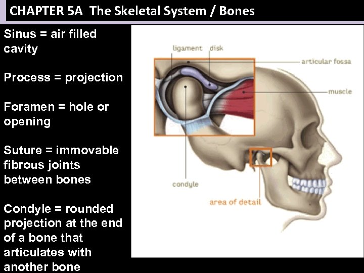 CHAPTER 5 A The Skeletal System / Bones Sinus = air filled cavity Process