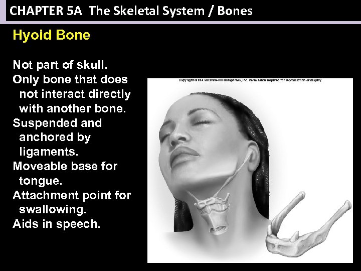CHAPTER 5 A The Skeletal System / Bones Hyoid Bone Not part of skull.