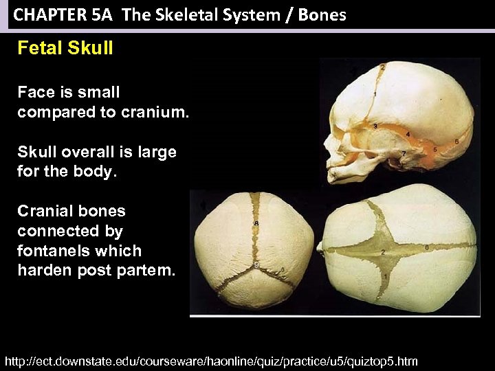 CHAPTER 5 A The Skeletal System / Bones Fetal Skull Face is small compared