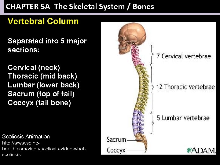 CHAPTER 5 A The Skeletal System / Bones Vertebral Column Separated into 5 major