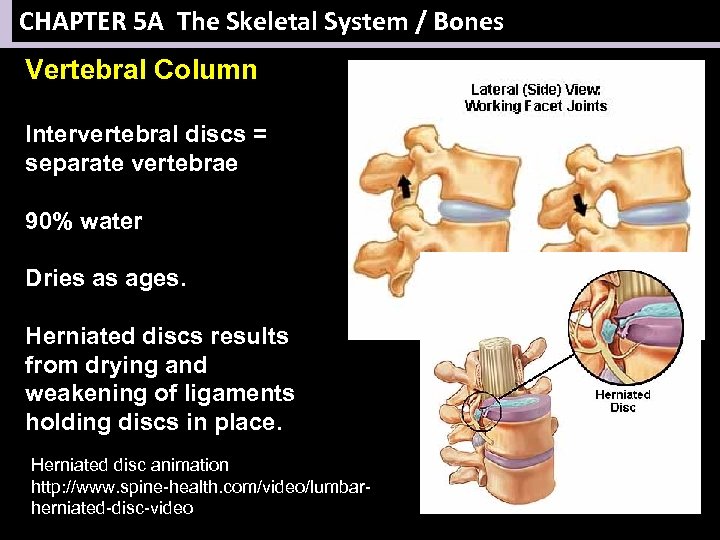 CHAPTER 5 A The Skeletal System / Bones Vertebral Column Intervertebral discs = separate