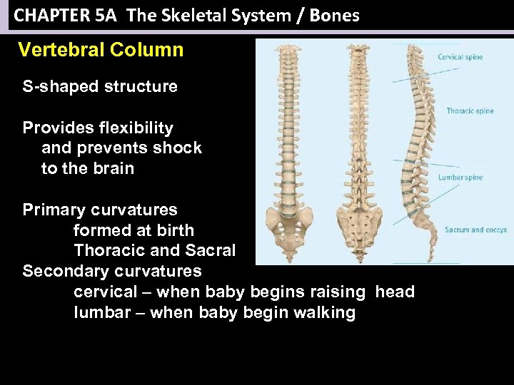 CHAPTER 5 A The Skeletal System / Bones Vertebral Column S-shaped structure Provides flexibility
