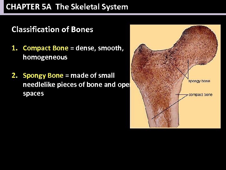 CHAPTER 5 A The Skeletal System Classification of Bones 1. Compact Bone = dense,