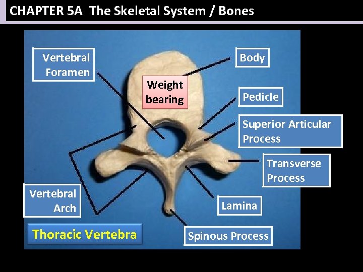 CHAPTER 5 A The Skeletal System / Bones Vertebral Foramen Body Weight bearing Pedicle