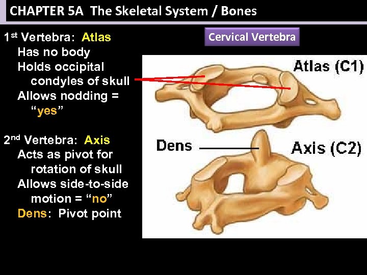 CHAPTER 5 A The Skeletal System / Bones 1 st Vertebra: Atlas Has no