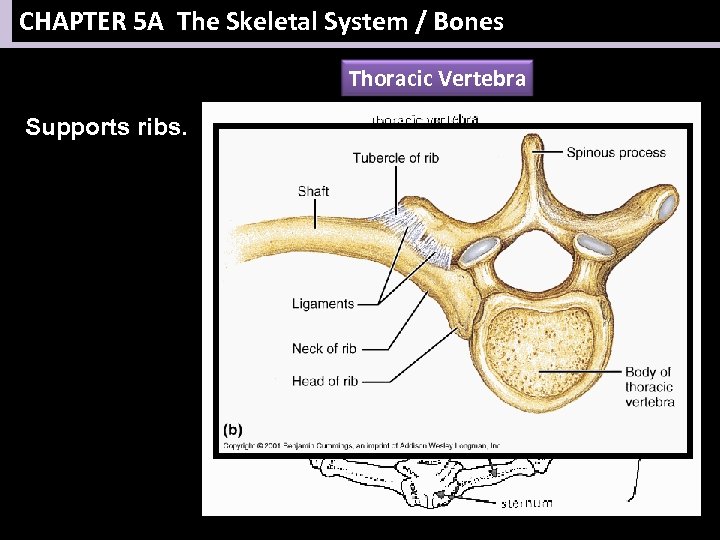 CHAPTER 5 A The Skeletal System / Bones Thoracic Vertebra Supports ribs. 