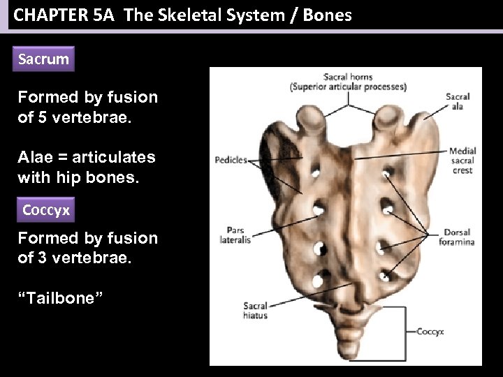CHAPTER 5 A The Skeletal System / Bones Sacrum Formed by fusion of 5