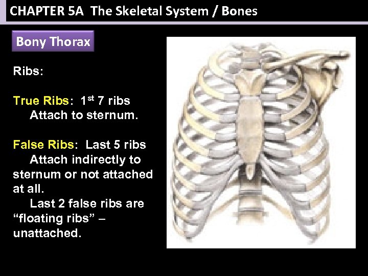 CHAPTER 5 A The Skeletal System / Bones Bony Thorax Ribs: True Ribs: 1