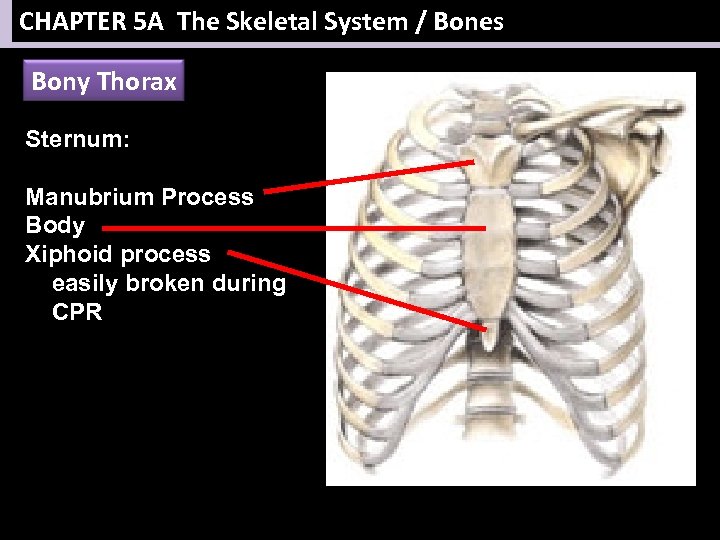 CHAPTER 5 A The Skeletal System / Bones Bony Thorax Sternum: Manubrium Process Body