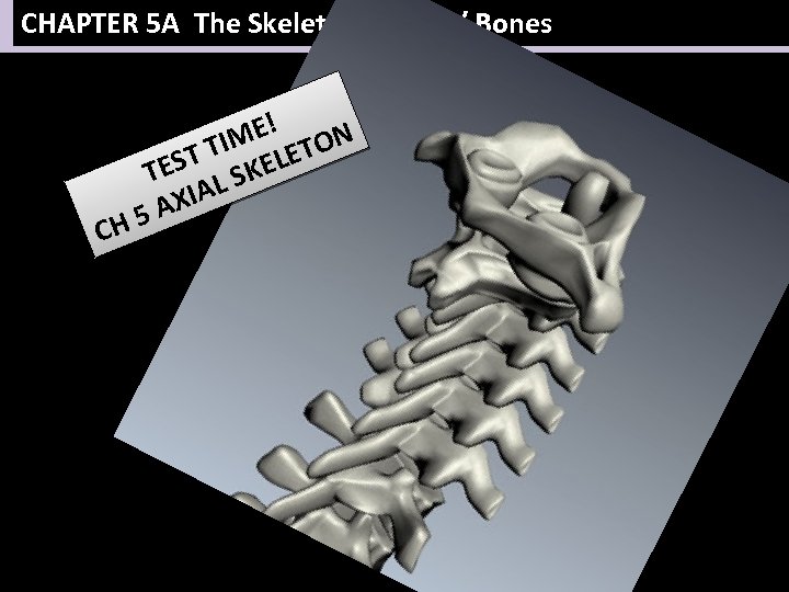 CHAPTER 5 A The Skeletal System / Bones C E! ON M T TI