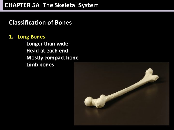CHAPTER 5 A The Skeletal System Classification of Bones 1. Long Bones Longer than