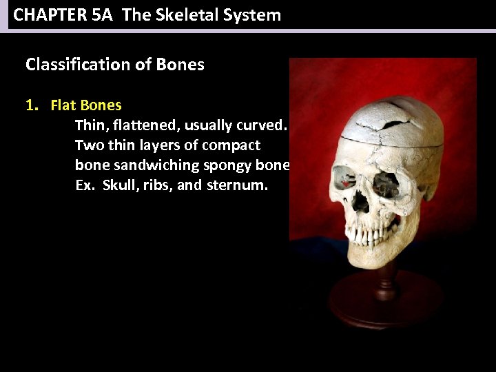 CHAPTER 5 A The Skeletal System Classification of Bones 1. Flat Bones Thin, flattened,