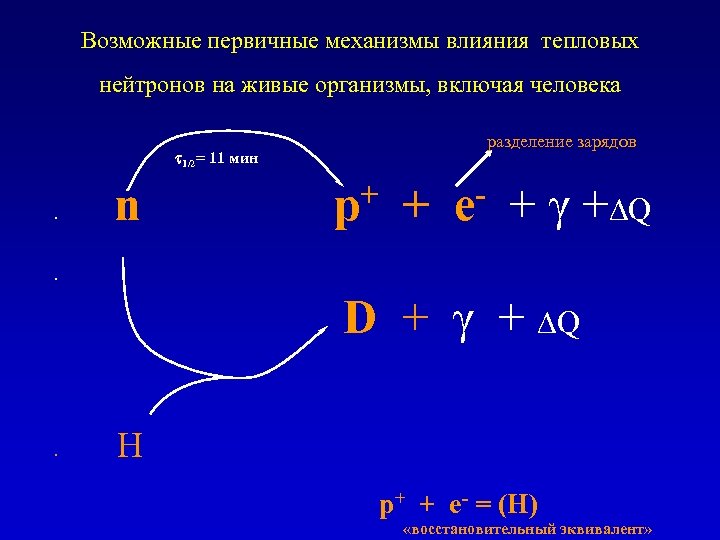 Возможные первичные механизмы влияния тепловых нейтронов на живые организмы, включая человека t 1/2= 11