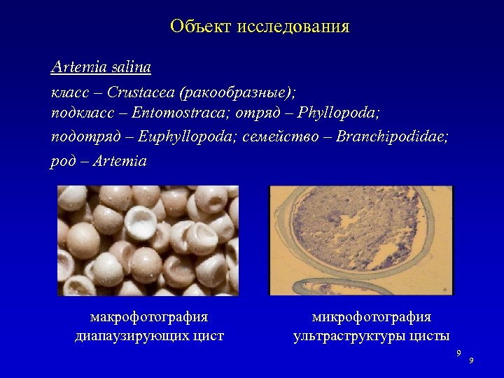 Объект исследования Artemia salina класс – Crustacea (ракообразные); подкласс – Entomostraca; отряд – Phyllopoda;