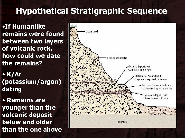 Hypothetical Stratigraphic Sequence • If Humanlike remains were found between two layers of volcanic