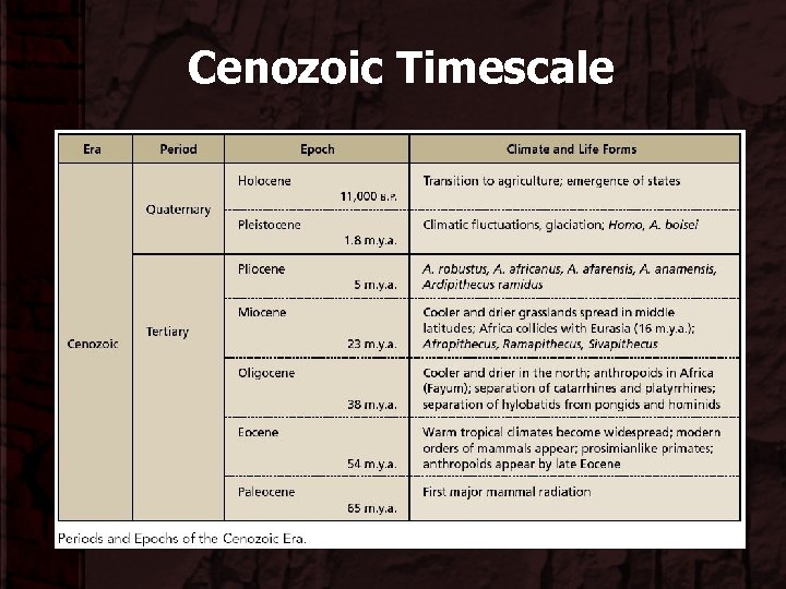 Cenozoic Timescale 