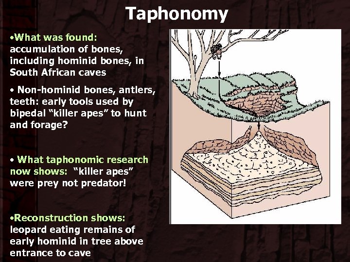 Taphonomy • What was found: accumulation of bones, including hominid bones, in South African