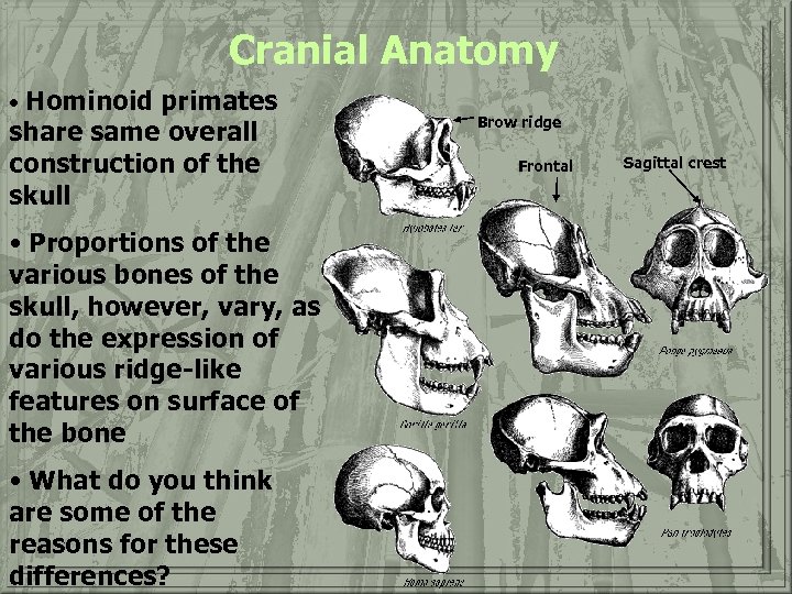 Cranial Anatomy • Hominoid primates share same overall construction of the skull • Proportions