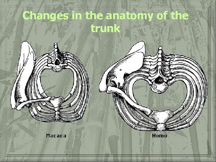 Changes in the anatomy of the trunk 