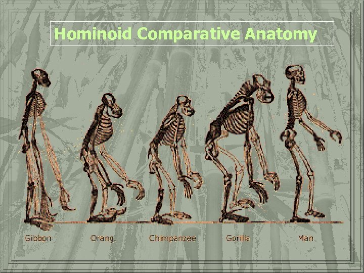 Hominoid Comparative Anatomy 