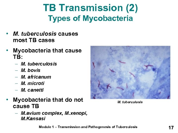 TB Transmission (2) Types of Mycobacteria • M. tuberculosis causes most TB cases •