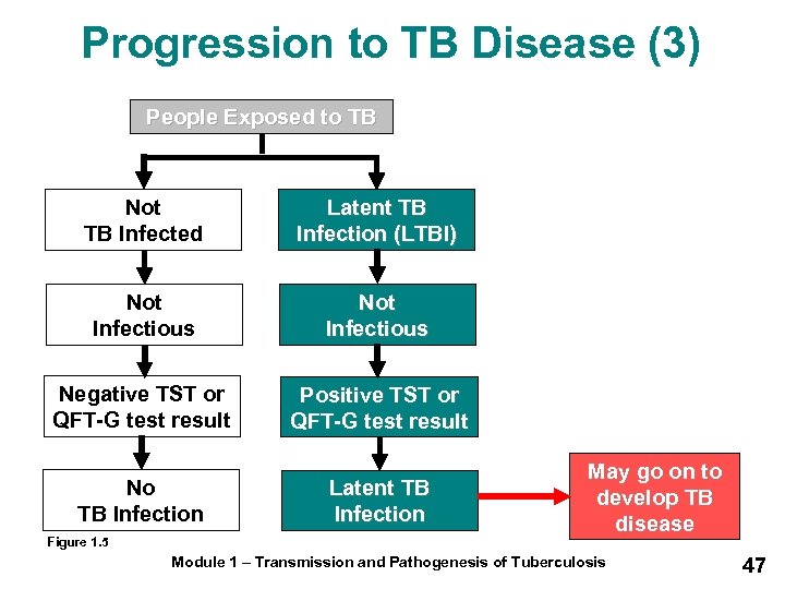 Progression to TB Disease (3) People Exposed to TB Not TB Infected Latent TB