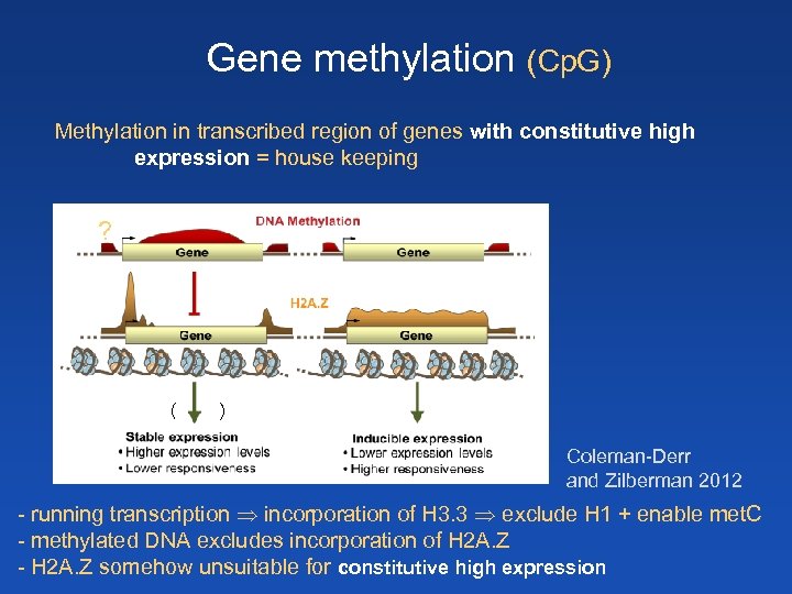 Gene methylation (Cp. G) Methylation in transcribed region of genes with constitutive high expression