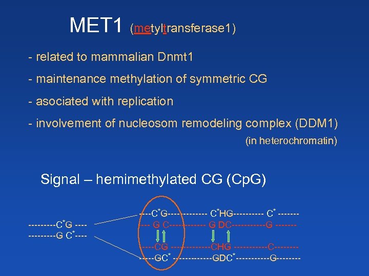 MET 1 (metyltransferase 1) - related to mammalian Dnmt 1 - maintenance methylation of