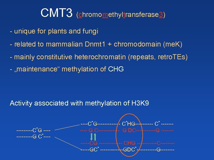 CMT 3 (chromomethyltransferase 3) - unique for plants and fungi - related to mammalian