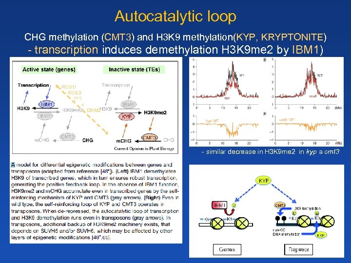 Autocatalytic loop CHG methylation (CMT 3) and H 3 K 9 methylation(KYP, KRYPTONITE) -
