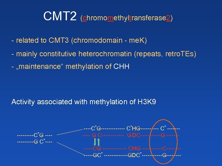 CMT 2 (chromomethyltransferase 2) - related to CMT 3 (chromodomain - me. K) -