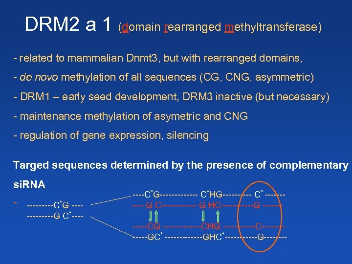 DRM 2 a 1 (domain rearranged methyltransferase) - related to mammalian Dnmt 3, but