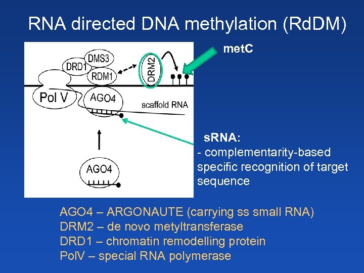 RNA directed DNA methylation (Rd. DM) met. C s. RNA: - complementarity-based specific recognition