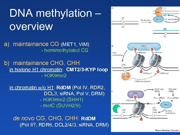 DNA methylation – overview a) maintainance CG (MET 1, VIM) ? - hemimethylated CG