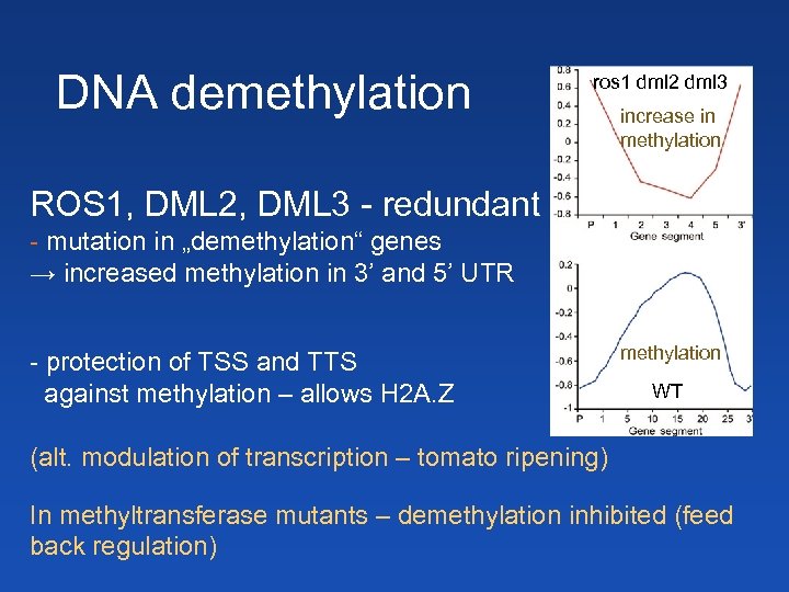 DNA demethylation ros 1 dml 2 dml 3 increase in methylation ROS 1, DML