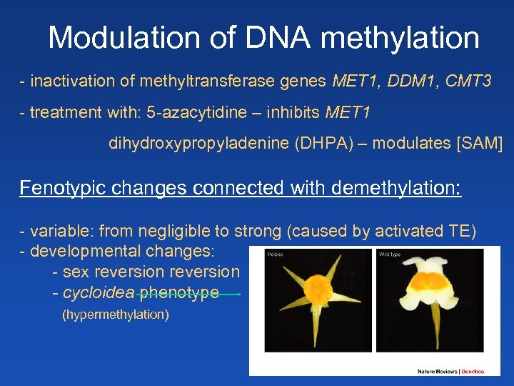 Modulation of DNA methylation - inactivation of methyltransferase genes MET 1, DDM 1, CMT