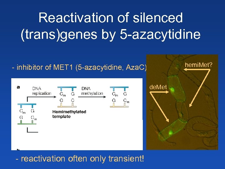 Reactivation of silenced (trans)genes by 5 -azacytidine hemi. Met? - inhibitor of MET 1